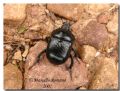 Typhaeus typhoeus